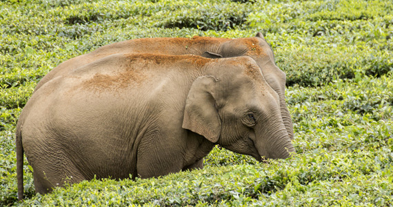 Valparai Elephant