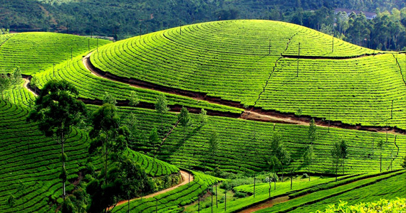 Munnar Mountaine