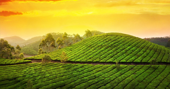 Munnar Natures