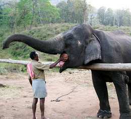 Elephant Camp