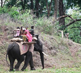 Elephant Safari