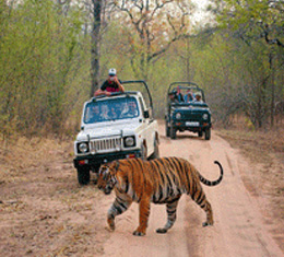Jungle Safari