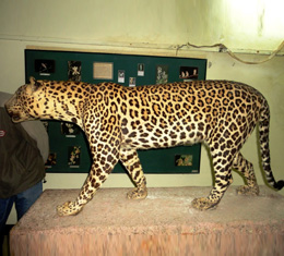 Topslip Museum