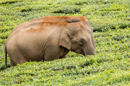 Valparai