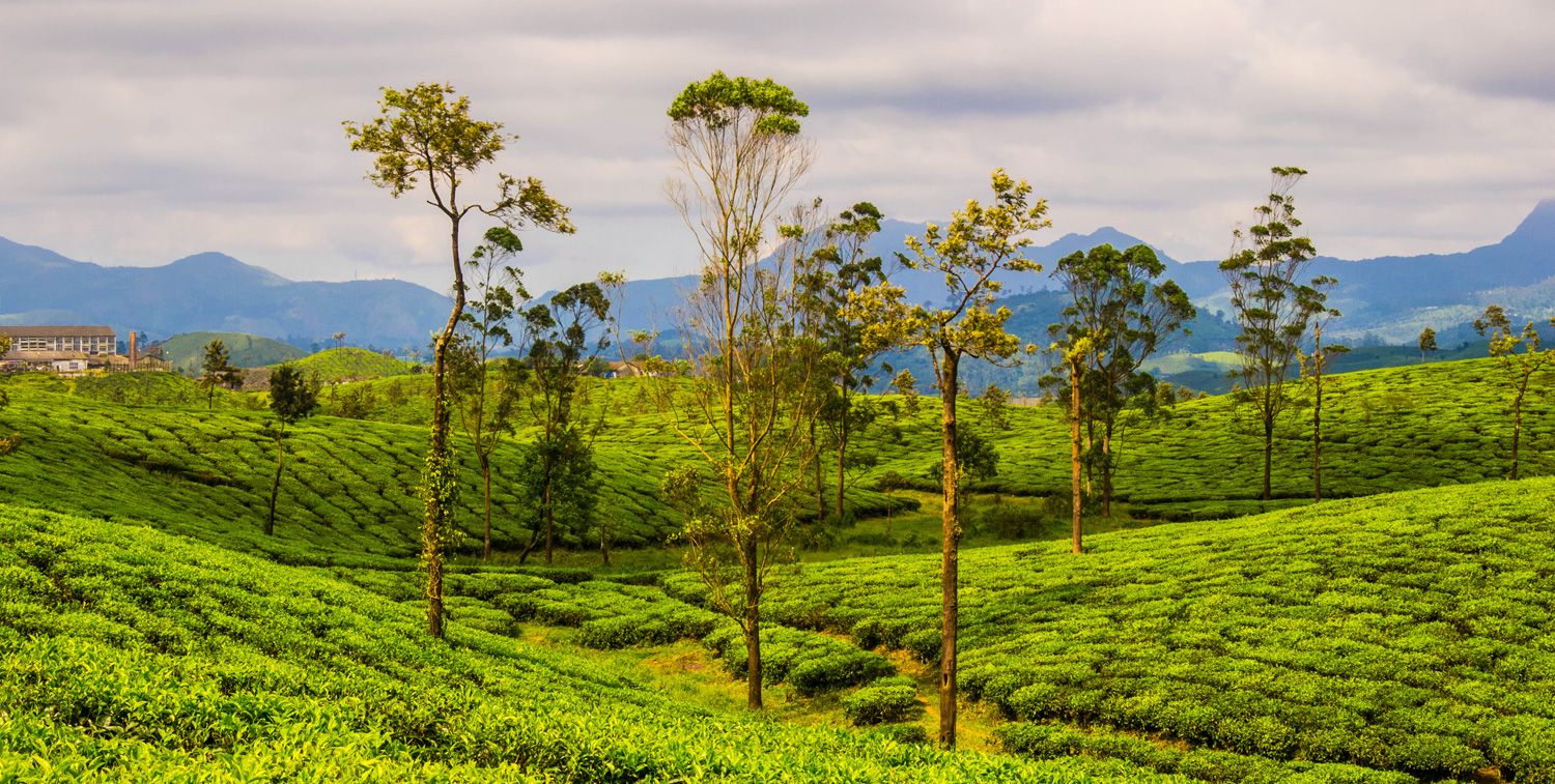 Valparai Cover Image