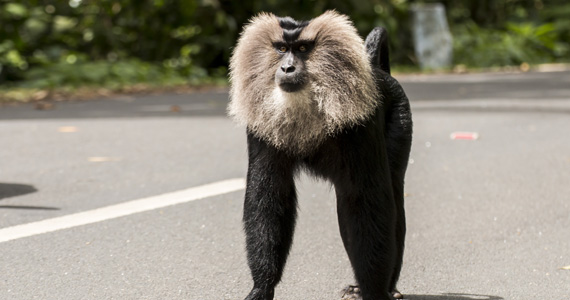 Valparai Line Tail Masekit